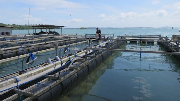 channelnewsasia.com - Koh Wan Ting - Singapore to inject S$70 million over five years to boost local farm output