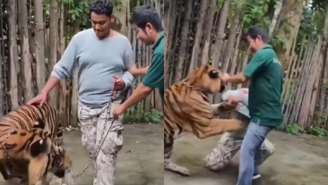 游泰国普吉岛与老虎合照 印度游客遭老虎突然攻击