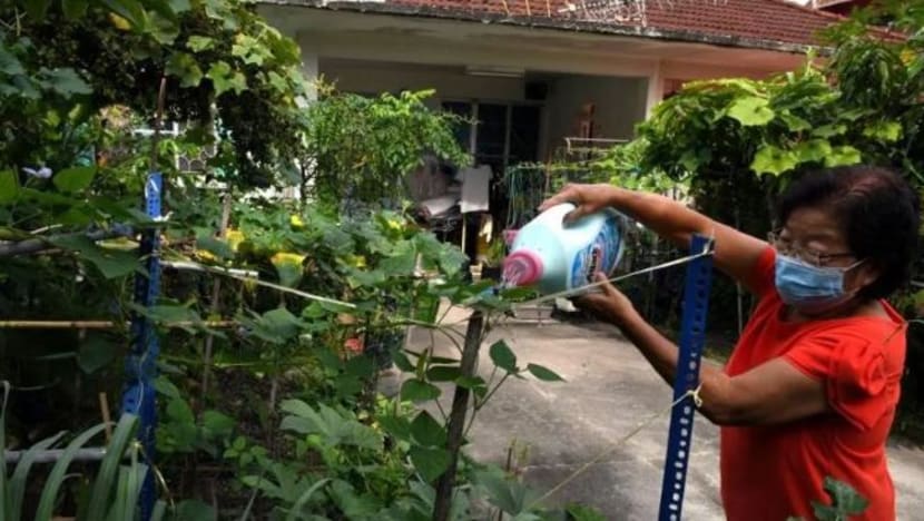 Warga emas ini tanam sayur sendiri bantu harungi kenaikan harga di M'sia Warga emas ini tanam sayur sendiri bantu harungi kenaikan harga di M'sia