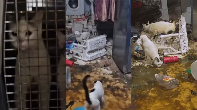 污水管爆屋主离家 20只猫咪未吃喝留屋内逾一周