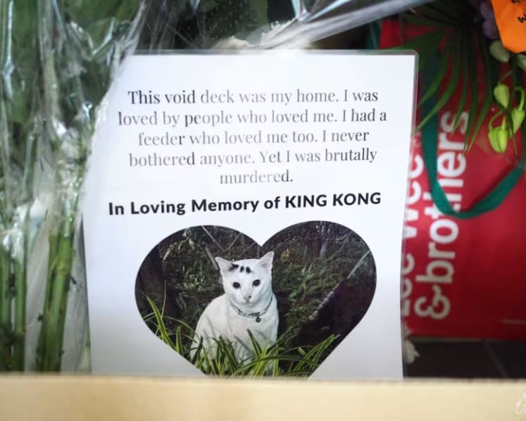 CCTVs, knocking on doors: What else will it take to nab community cat abusers?