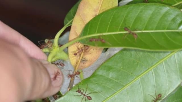 让蚂蚁咬生殖器冀“增大” 泰男壮阳偏方笑翻网民