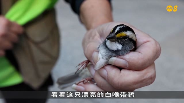 狮城有约 | 国际专题：利用科技和绝种动物交流