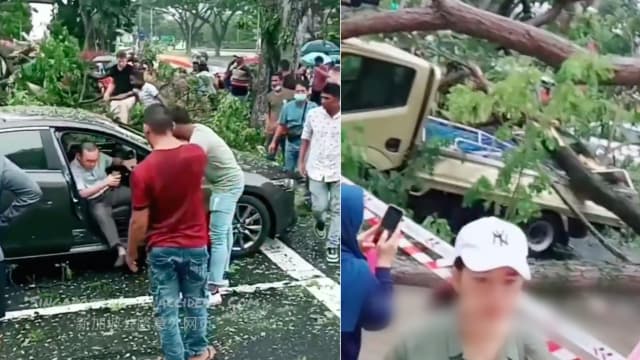 芽笼树倒砸车伤人事件后 商场请育木专家检查其他树