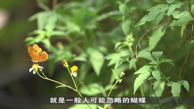 狮城有约 | 不一样的义工：蝴蝶调查