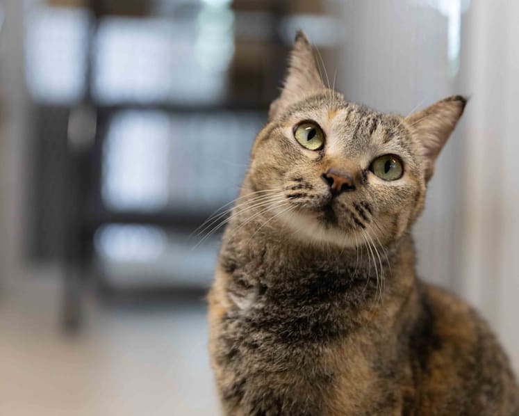 Commentary: Reversal of HDB cat ban a first step towards better cat welfare, but more needs to be done