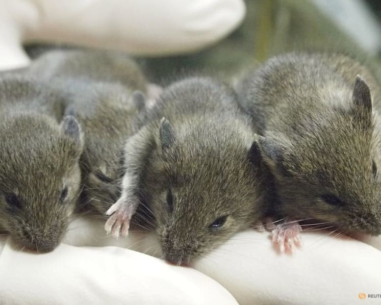 Mouse study shows repeated cloning causes grave genetic mutations