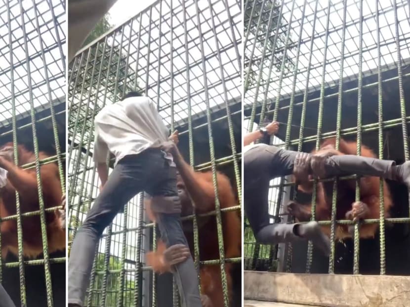 An orangutan at Kasang Kulim Zoo in Indonesia reaching out to grab a visitor from inside its cage. An orangutan at Kasang Kulim Zoo in Indonesia reaching out to grab a visitor from inside its cage.