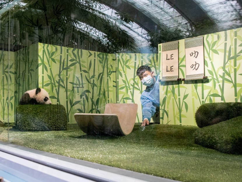 Explainer: Why must panda cub Le Le return to China instead of staying with its parents at River Wonders?