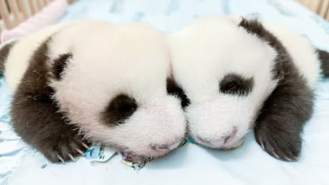 香港大熊猫诞下龙凤胎 半岁生日亮相海洋公园