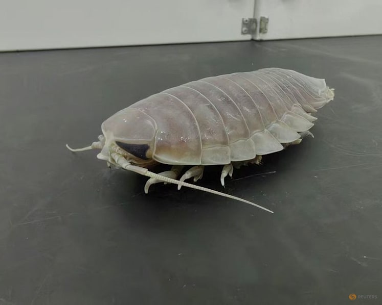 Deep-sea denizens go years without food with clever biological fix