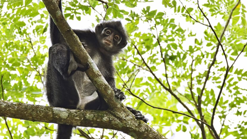 Explainer: What are Raffles’ banded langurs, and how will the Cross Island Line affect them?
