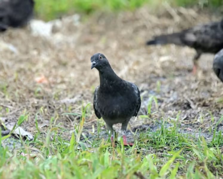 Repeat offender fined S$4,800 by court for feeding birds 16 times