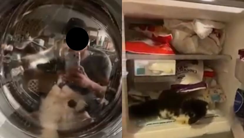 AVS investigating case of kitten placed in freezer, washing machine