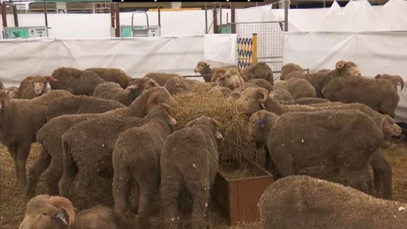 Sehingga 90% kambing bagi ibadah korban di Singapura sudah ditempah Sehingga 90% kambing bagi ibadah korban di Singapura sudah ditempah
