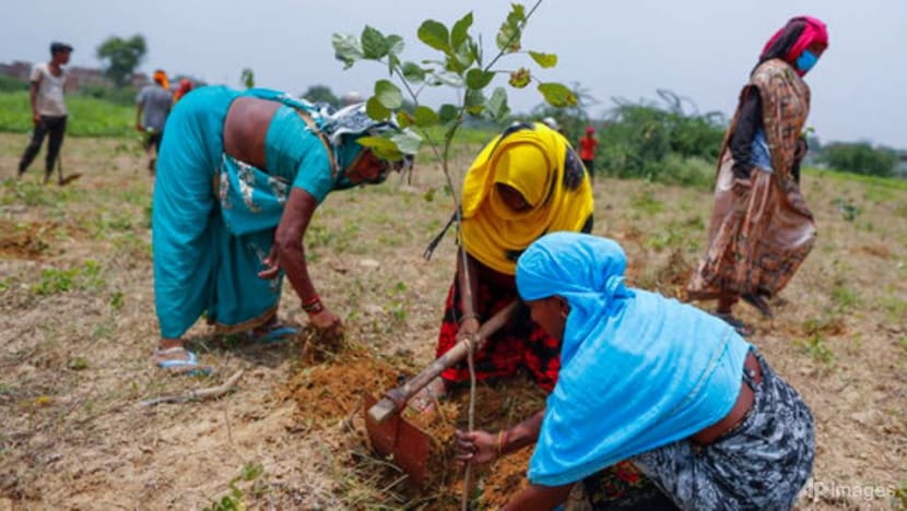 Indians plant millions of saplings amid mass campaign