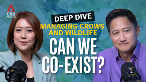Deep Dive - Crow shooting and wildlife control: How can we co-exist better?