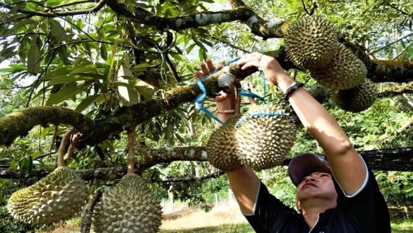 Certification to be implemented for Musang King durians to ensure quality, price stability Certification to be implemented for Musang King durians to ensure quality, price stability