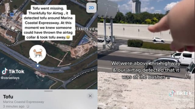 靠着项圈上的AirTag 走失猫咪在快速公路上被寻获