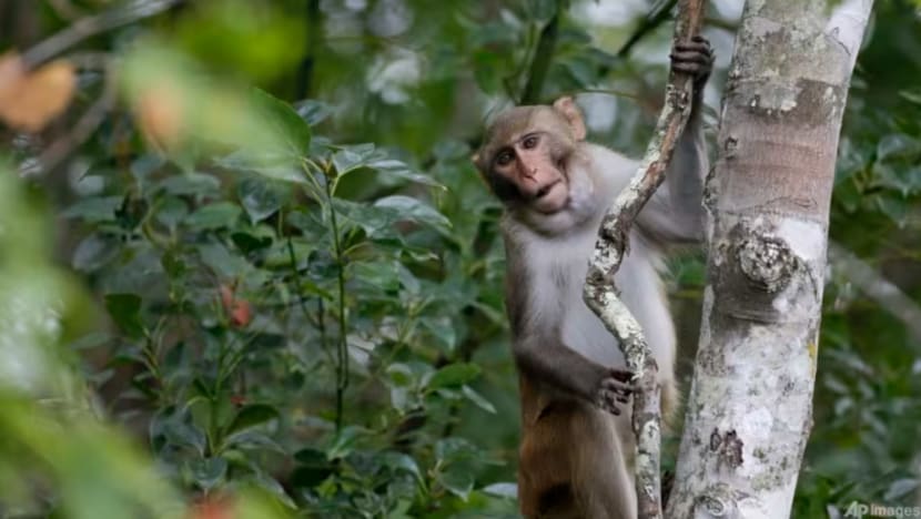 Monyet berkeliaran di Punggol: 50 dijerat NParks pada 2024, kebanyakan sudah dikembiri Monyet berkeliaran di Punggol: 50 dijerat NParks pada 2024, kebanyakan sudah dikembiri
