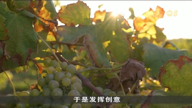 澳洲酒庄给葡萄涂“防晒霜” 以免高温炙烤影响收成