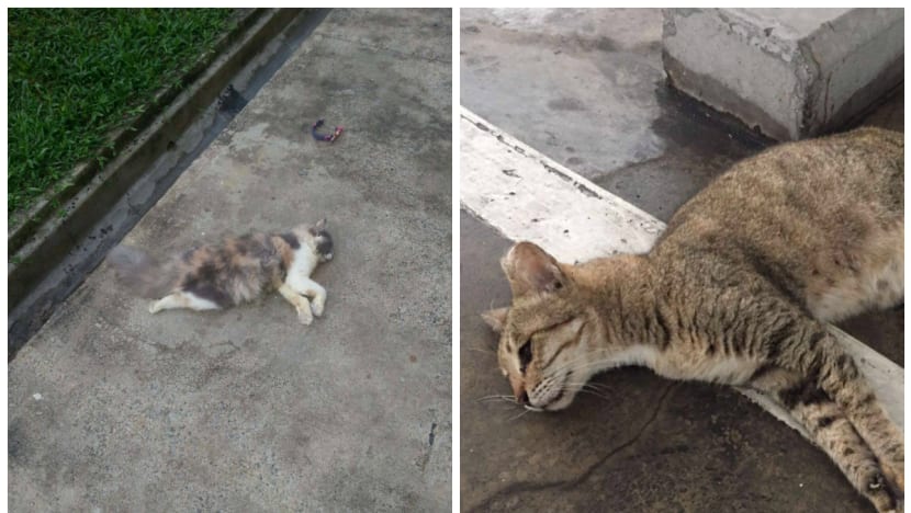 AVA says it is investigating two more cat deaths in Yishun