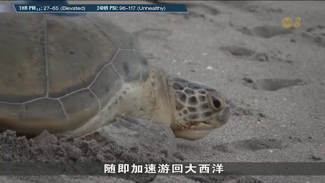美国巨型绿海龟获救治疗数月后重返大西洋