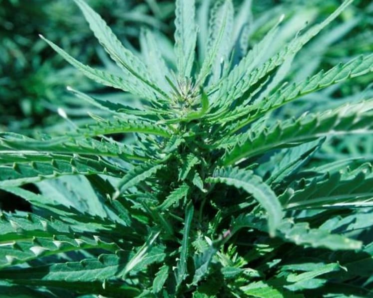 Legalisation bids boost outlook for US cannabis industry