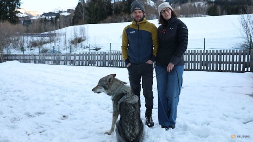 Owners recount panic after Nazgul gatecrashes race on doggy day out