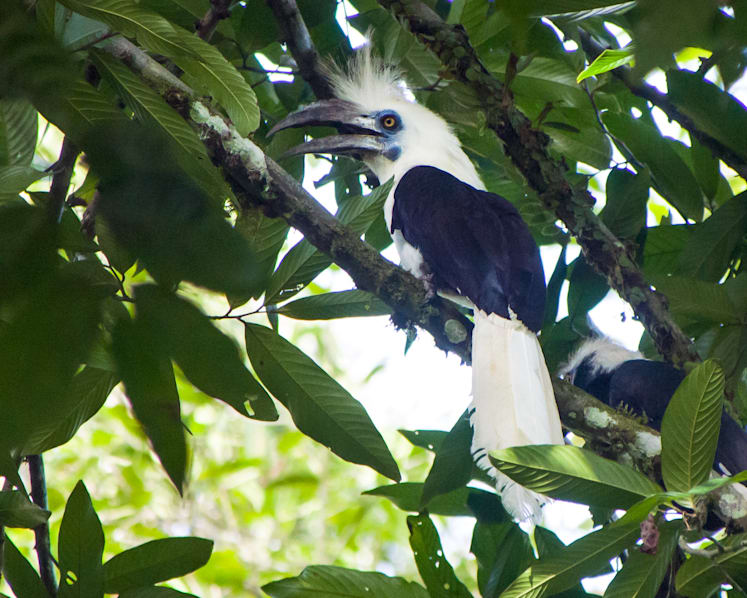 Deforestation and wildlife trade combined may cause 50 to 90 SEA bird species to go extinct by 2100: Study
