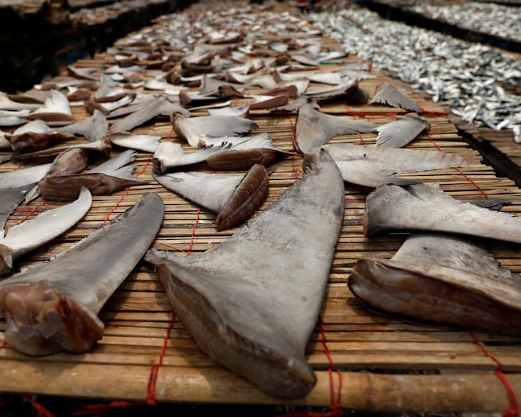 Products from threatened species of sharks and rays sold in S’pore: Study