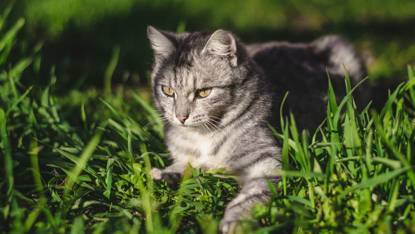  Mengapa kucing suka makan rumput?