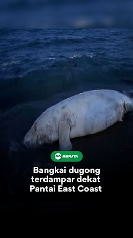 Dugong sangat sukar dikesan di habitat liar terutamanya di