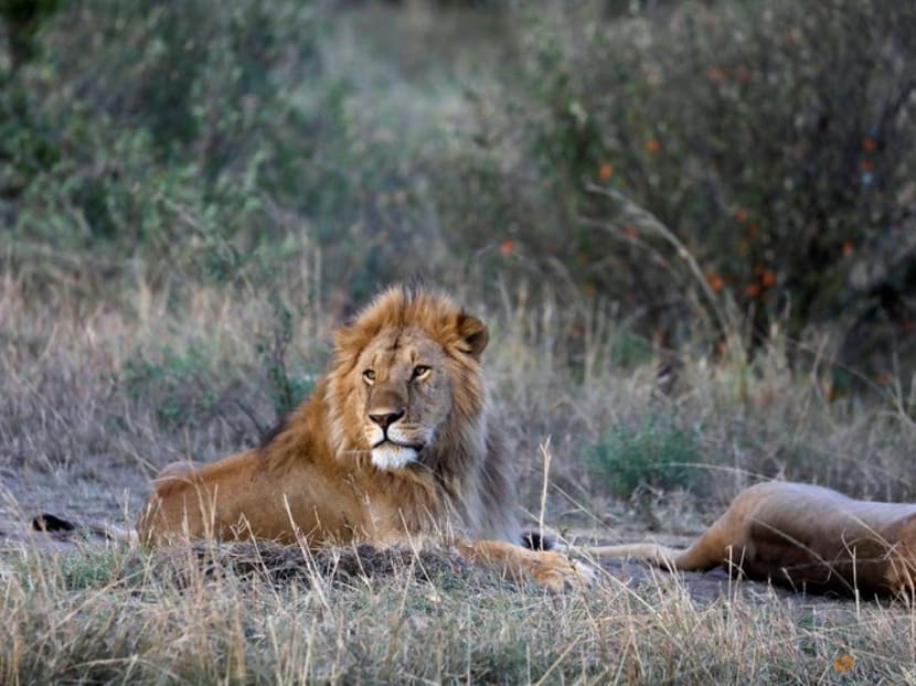 A male lion lays near a female after mating in the Maasai Mara National Reserve, Kenya, October 14, 2019. 
