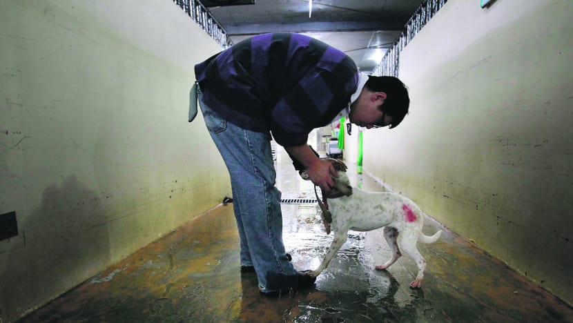 Only a minority support culling of stray animals: Poll