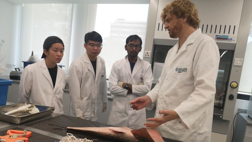 Shovelnose rays, served as ‘shark head’ in S’pore eateries, now critically endangered