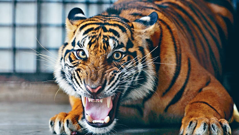 Geger! Diduga punah, BRIN temukan sehelai rambut Harimau Jawa