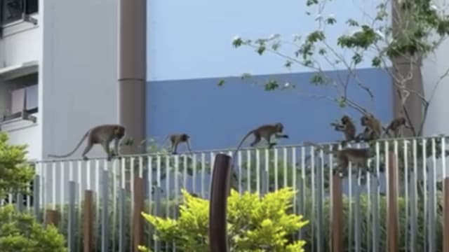 榜鹅猴踪再现！十多只猴子把组屋当游乐园 