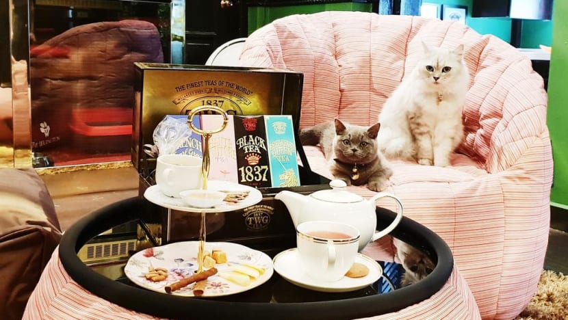 Owner of swanky pet hotel fined for selling cats without licence