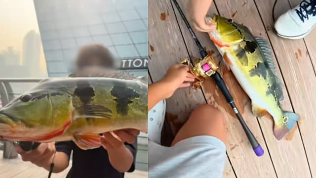 两少年滨海湾金沙前钓上大鱼 公用事业局：已展开调查