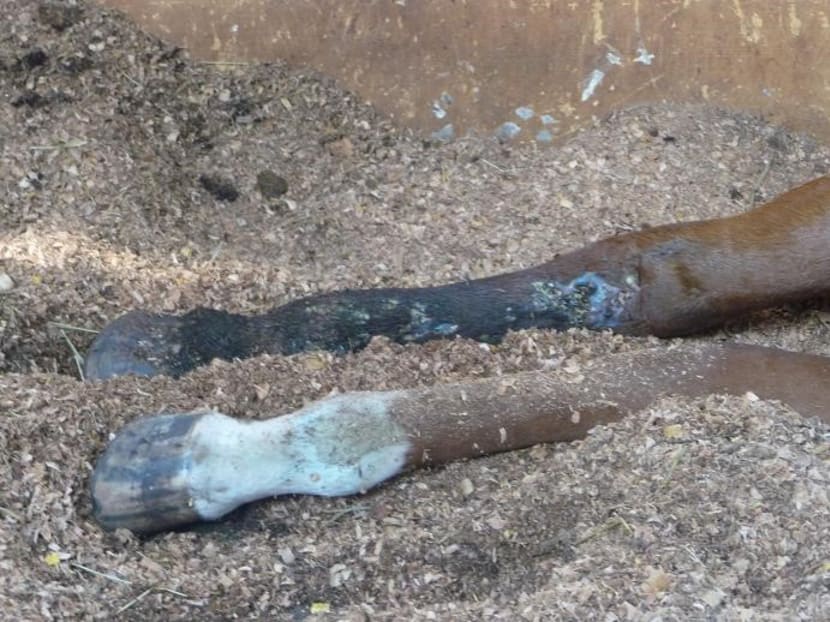 Gallop Stable abuse trial: Horse riddled with wounds, says ex-AVA officer