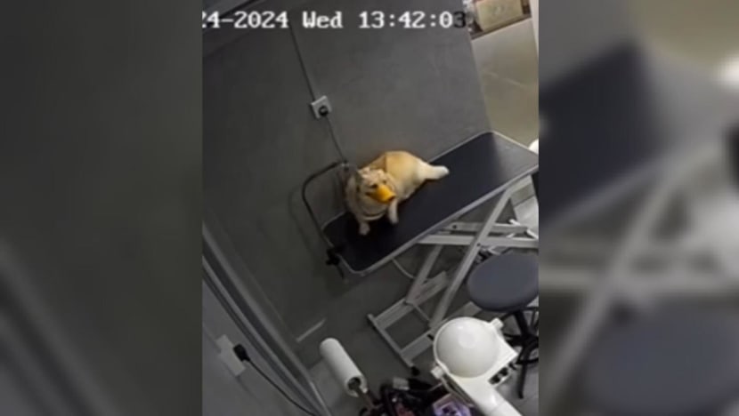 Dog found hanging from leash after being left alone at pet groomer; NParks investigating Dog found hanging from leash after being left alone at pet groomer; NParks investigating