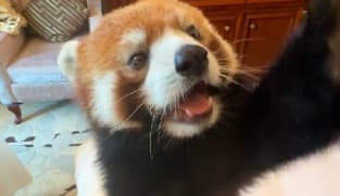 Red panda "wake-up calls" banned from Chinese hotel
