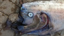 Related article image
