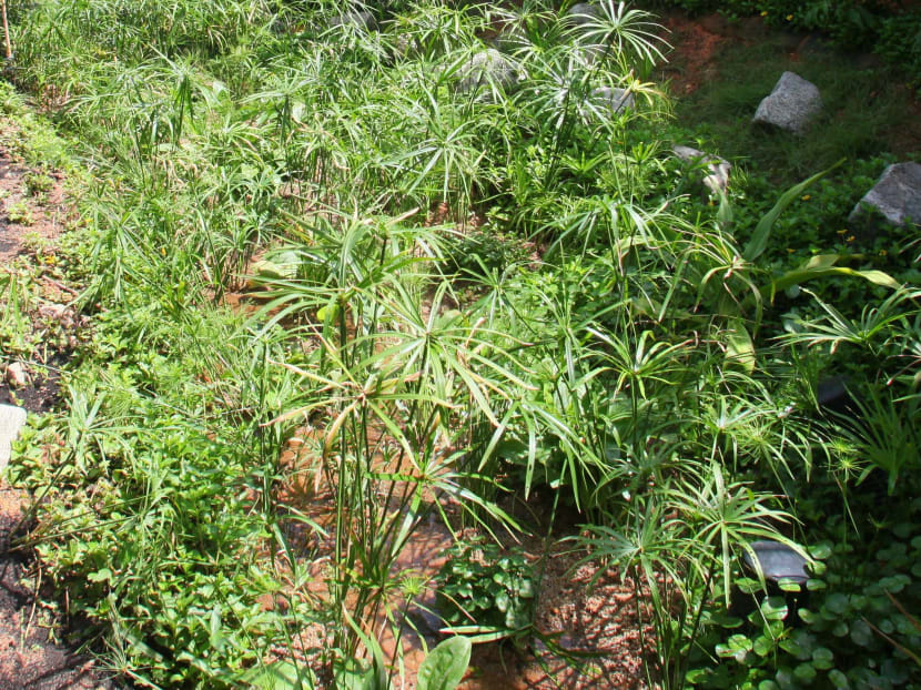 First ‘river classroom’ at Sungei Ulul Pandan