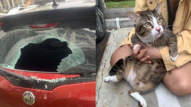 肥猫从天降砸中汽车 挡风玻璃破大洞