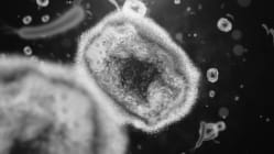 Related article image