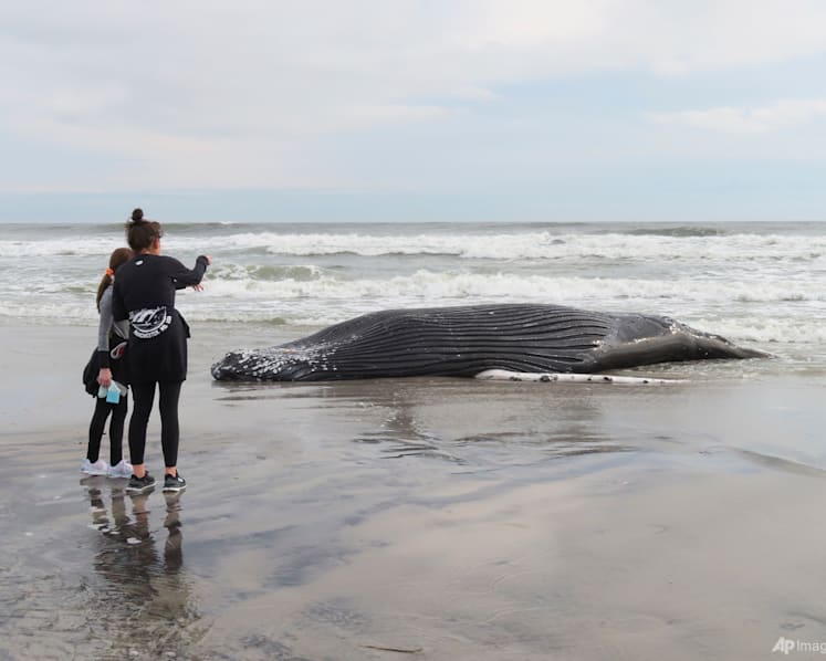 Pause sought in US wind farm ocean preparation works after 7th dead whale