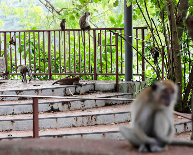 Some residents in Thomson tell how they live with brutish wild boars and hungry monkeys