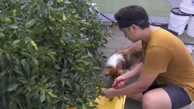 受酷热天气影响 本地牲畜产量减少